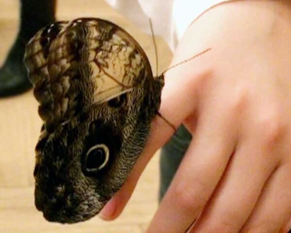 Жители Томска просят тропическую бабочку об исполнении желаний