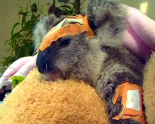Детеныш коалы попал в клинику с огнестрельными ранениями