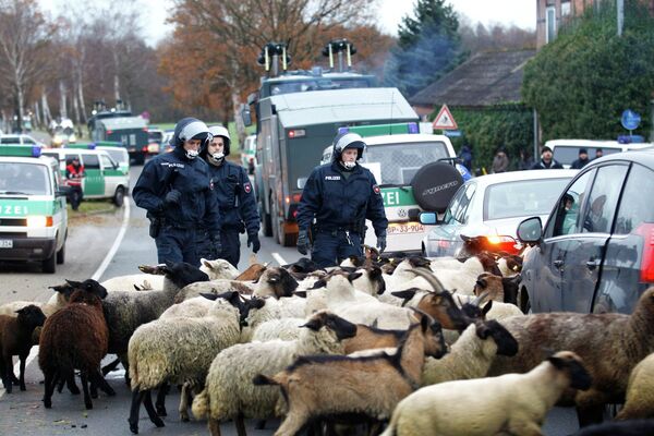 Жители Германии вывели на улицу даже овец, чтобы заблокировать поезд с ядерными отходами