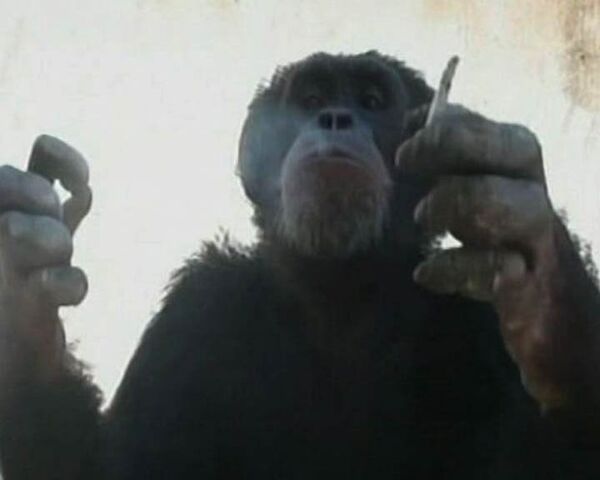 Шимпанзе превратился в заядлого курильщика