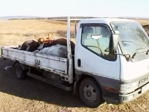 В Иркутской области лихач сбил стадо коров