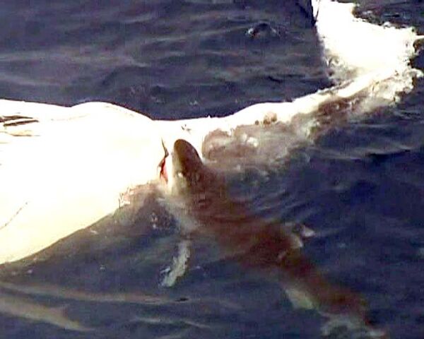 Береговая охрана сняла на видео пиршество тигровых акул