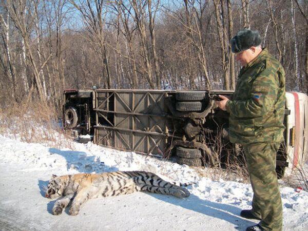 Убитый тигр 