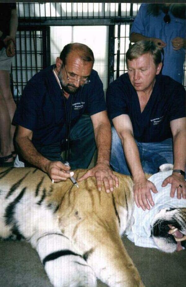 В центре реабилитации тигров