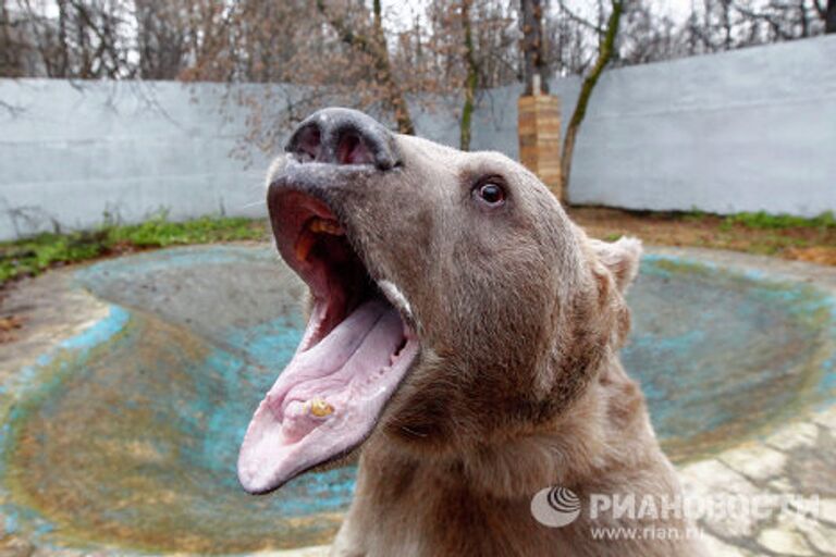 Медведь Степан в питомнике Лосиного острова