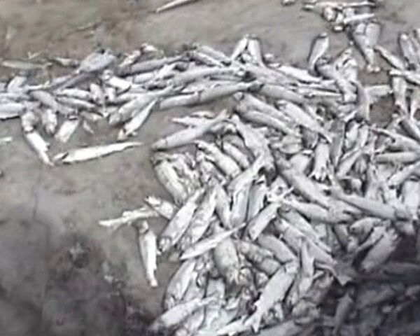 Полмиллиона особей форели погибло в зараженной химикатами реке