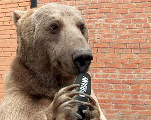Медведь Степа снимается в драмах, мечтая о комедиях