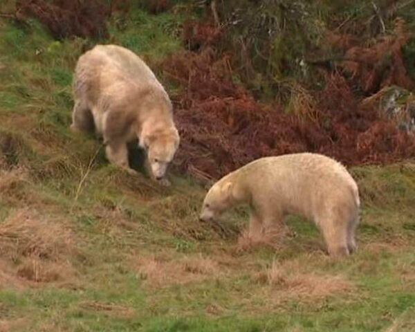 В мужья единственной белой медведице Англии привезли молодого самца