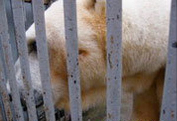 В Московском зоопарке обстрелян белый медведь