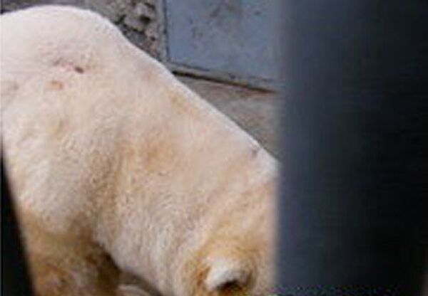 В Московском зоопарке обстрелян белый медведь