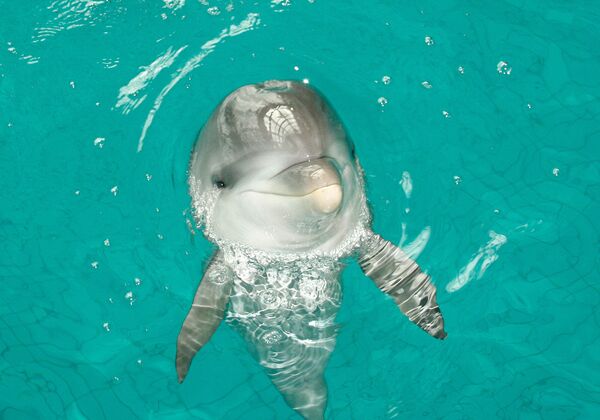 Дельфин-девочка родился в Набережных Челнах