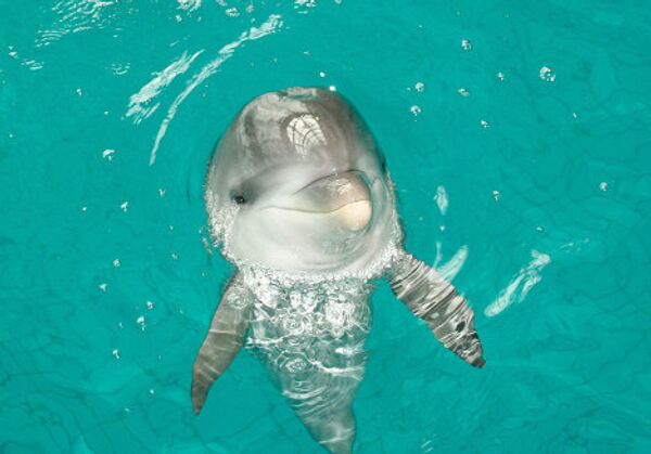 Дельфин-девочка родился в Набережных Челнах