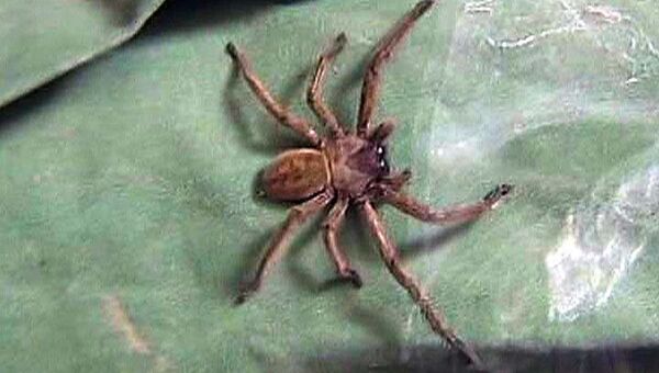 Австралиец поселился в комнате с сотней ядовитых пауков