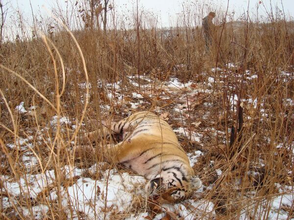 Фотография убитого тигра