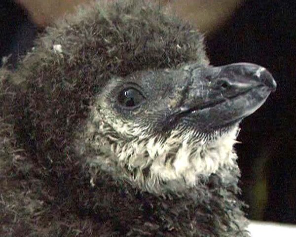 Детеныш редкого очкового пингвина родился в китайском зоопарке