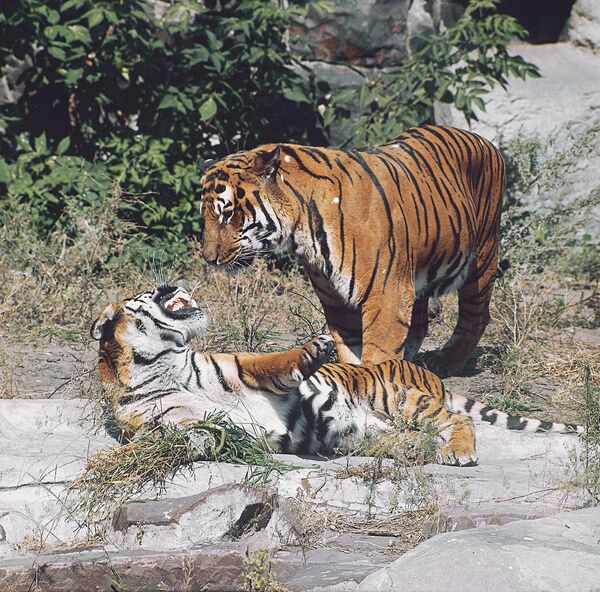 Амурские тигры 