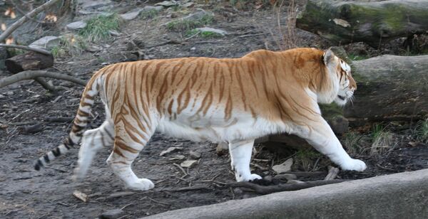 Золотой тигр