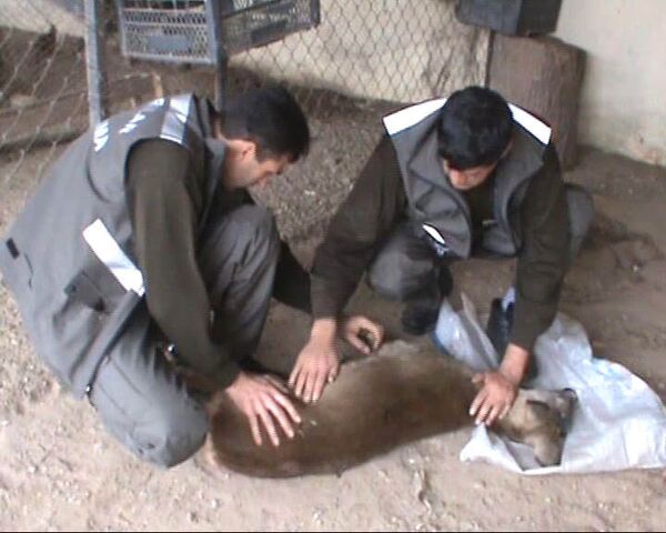 Полицейский спас раненого оленя, забравшегося к нему в сад