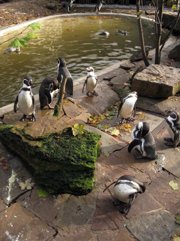 Зоопарк в Антверпене 