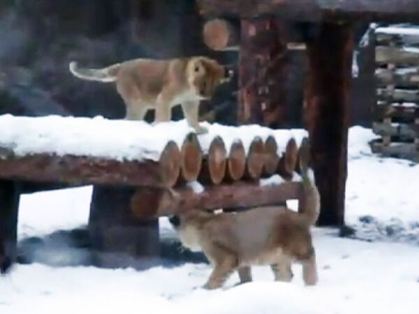 Львята радуются первому снегу в ижевском зоопарке