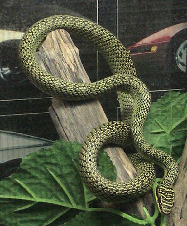 Змея вида Chrysopelea paradise