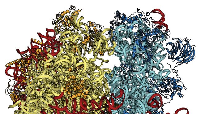 Структура рибосомы Структура рибосомы