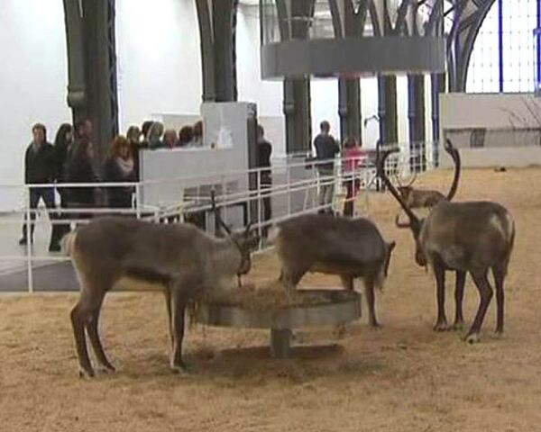 В музее Берлина предлагают провести ночь с оленями за тысячу долларов