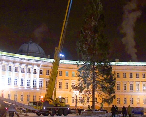 Всего одна настоящая ель украсит Санкт-Петербург в новогодние праздники