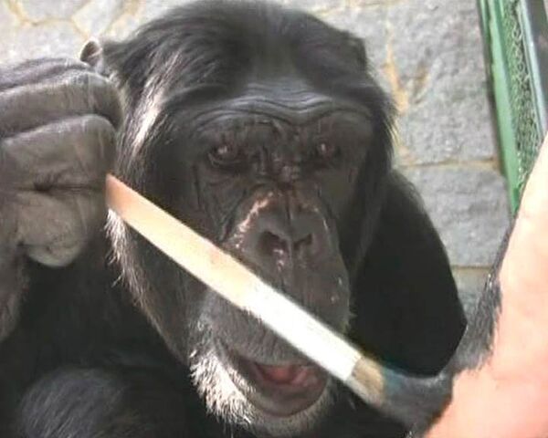 Шимпанзе в 26 лет начал рисовать абстрактные полотна 