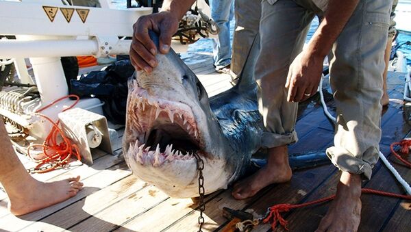 Акула, нападавшая на купающихся на пляже Шарм-эш-Шейха