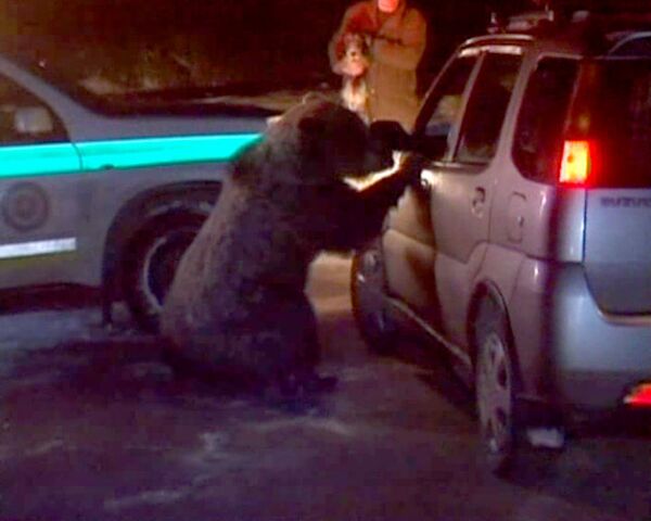 Разъяренная медведица весом 120 килограммов набросилась на людей 