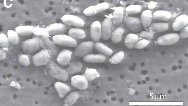 Бактерии GFAJ-1, использующие мышьяк вместо фосфора
