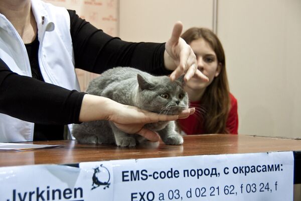 Выставка кошек России 