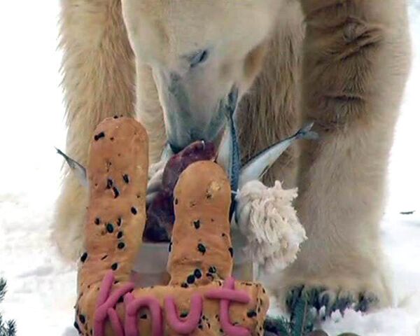 Белый медведь Кнут в день своего четырехлетия ел торт в одиночестве  