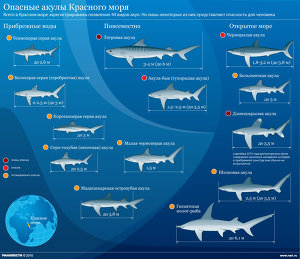 Опасные акулы Красного моря