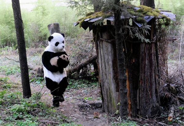 Центр разведения панд в китайском Волонге