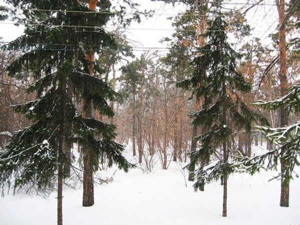 Снег в Красноярске