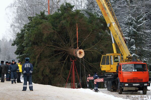 Рубка главной новогодней елки России в Клинском районе Московской области