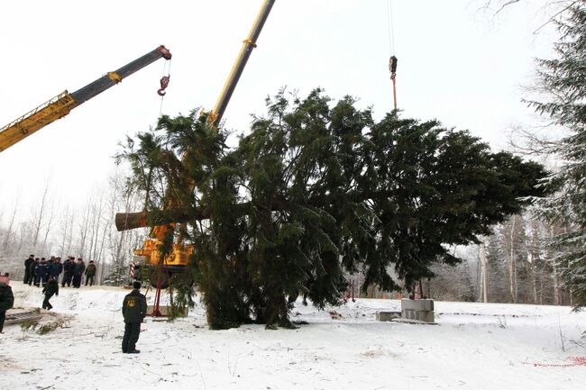 Рубка главной новогодней елки России в Клинском районе Московской области