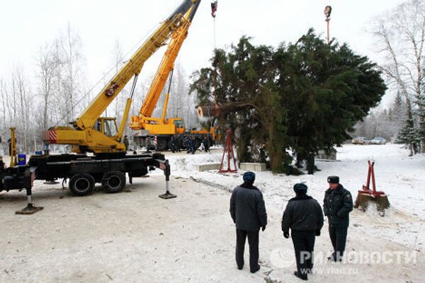 Рубка главной новогодней елки России в Клинском районе Московской области