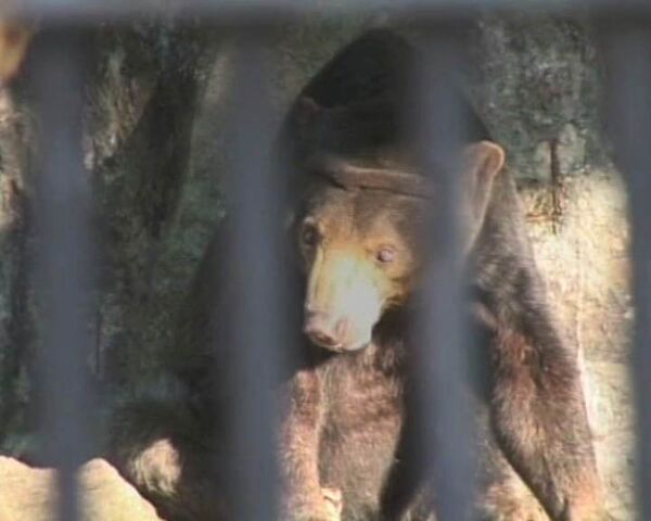 Сбежавшего из зоопарка медведя ловили девять дней