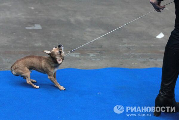 Международная выставка собак всех пород Кубок Мэра-2010
