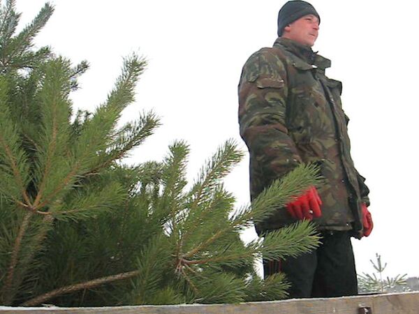  В Железногорском районе Курской области заготовили елки