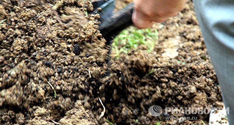 Российское Дерево Дождя в Джакарте