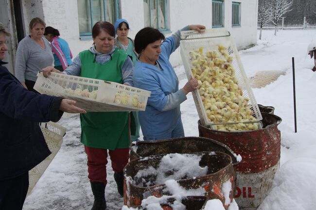 Уничтожение цыплят на птицефабрике Красная поляна в Железногорском районе Курской области