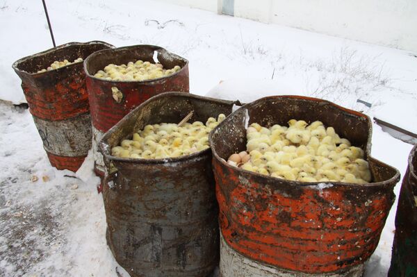 Уничтожение цыплят на птицефабрике Красная поляна в Железногорском районе Курской области