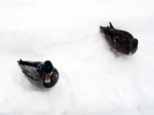Утки в парках Оксфорда с удовольствием купаются в английском снегу