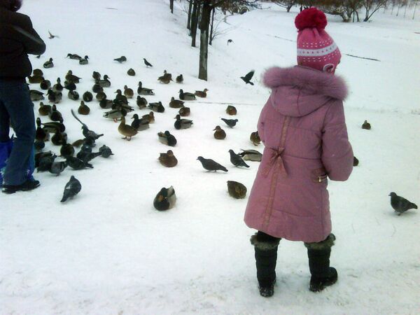 Утки у замерзшего пруда в Москве