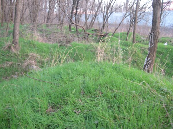 Зеленая трава вместо белого снега в Краснодаре