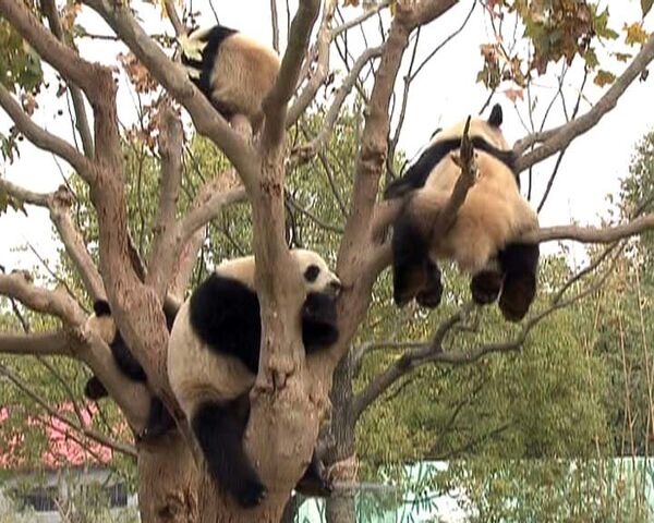 Большие панды в шанхайском зоопарке привлекают сотни посетителей